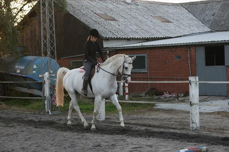 Dansk Varmblod Stutteri Jestis Arkimedes - haha, man kan godt se elegant ud selv om man skal skide ;)  billede 6