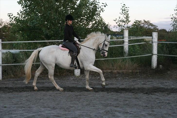 Dansk Varmblod Stutteri Jestis Arkimedes - Løve man ;) Du har bare en skøn galop Arik <3 billede 7
