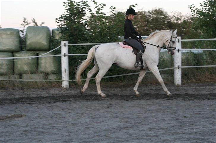 Dansk Varmblod Stutteri Jestis Arkimedes - Galop, galop, galop :) billede 8