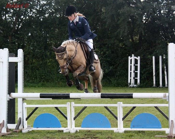 Tysk Sportspony Paloma 256 - et li´dt dårligt spring men flyver alige vel billede 13