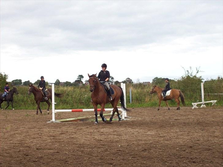 Dansk Varmblod Lui S billede 14