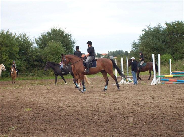 Dansk Varmblod Lui S billede 15