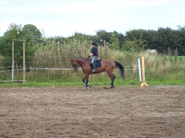 Dansk Varmblod Lui S billede 16