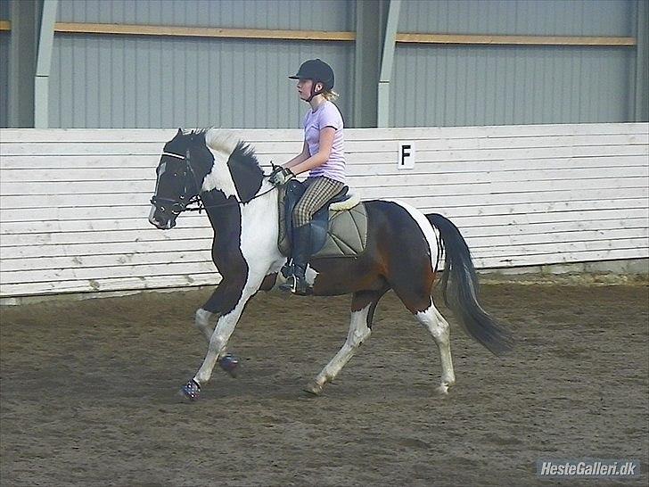 Anden særlig race Mr. Jones <3 - Fordi at der ikke er det, du ikke kan! <3 Foto: Julie billede 7