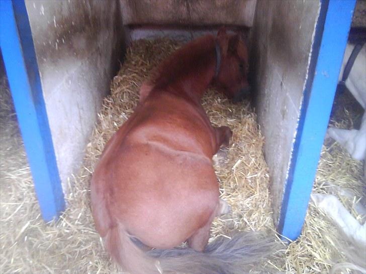 Shetlænder Laban ¤Har passet¤ - Laban hviler sig lidt  Foto: Mig billede 9