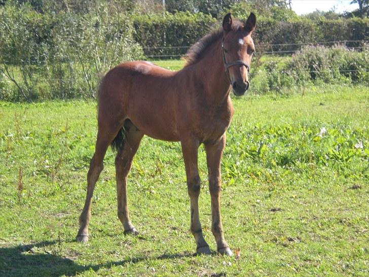 Anden særlig race Stald carola´s  cassidy  Solgt - 3,5 mdr  billede 15
