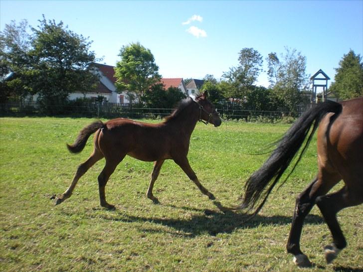 Anden særlig race Stald carola´s  cassidy  Solgt - følfræs billede 16
