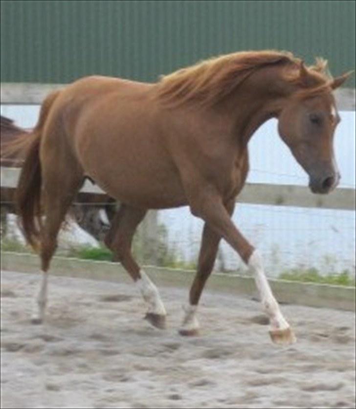 Arabisk fuldblod (OX) Cado`s Miss Sidonia ox - og samlet trav... ss billede 17