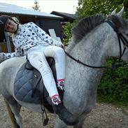 Anden særlig race Simba My Soulmate