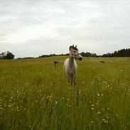 Anden særlig race Simba My Soulmate