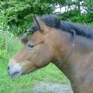 Dartmoor Islænder| Tais | Gl. Part