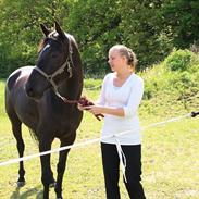 Trakehner Bolero (part) *SOLGT*