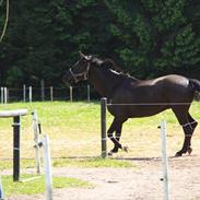 Trakehner Bolero (part) *SOLGT*