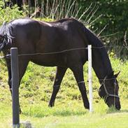 Trakehner Bolero (part) *SOLGT*