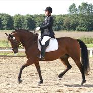 Dansk Varmblod Gelinde Kilen - GL. PART.