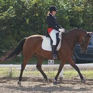 Dansk Varmblod Gelinde Kilen - GL. PART.