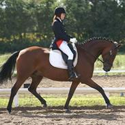 Dansk Varmblod Gelinde Kilen - GL. PART.