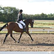 Dansk Varmblod Gelinde Kilen - GL. PART.