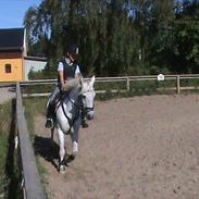 Welsh Pony (sec B) Lyngvejens Eliza (SOLGT) Savnet ?