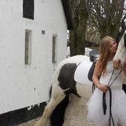 Irish Cob Elvis