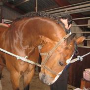 Hollandsk Varmblod Nonius