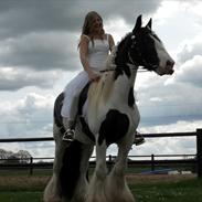 Irish Cob Elvis