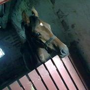 Dansk Varmblod Shida - fundet nyt hjem