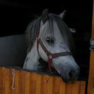 Anden særlig race Freja (død) R.I.P 