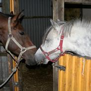 Anden særlig race Freja (død) R.I.P 
