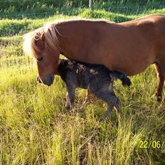 Shetlænder Ditte Breum