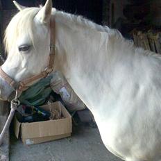 Anden særlig race Silke