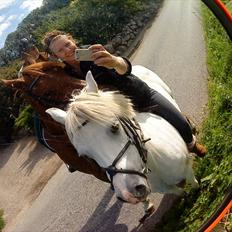 Anden særlig race Silke