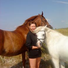 Anden særlig race Silke