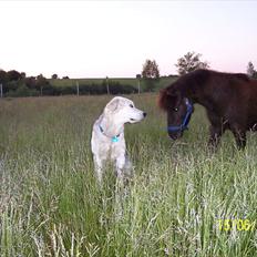 Shetlænder Esprit MS, SOLGT