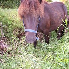 Shetlænder Esprit MS, SOLGT