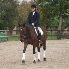 Belgisk varmblod Extasy C