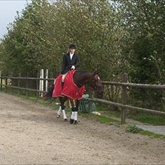 Belgisk varmblod Extasy C