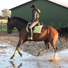 Belgisk varmblod Extasy C