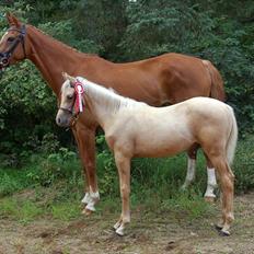 Palomino Digtergårdens Hard Rock