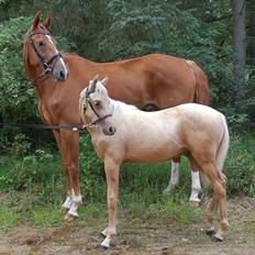 Palomino Digtergårdens Hard Rock