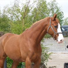 Dansk Varmblod Torka