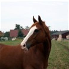 Dansk Varmblod Torka