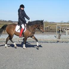 Anden særlig race Caballos Cucos Chica