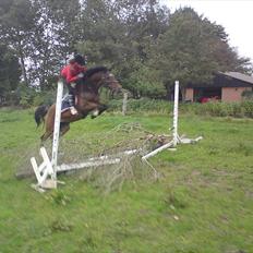 Anden særlig race Caballos Cucos Chica