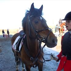 Anden særlig race Caballos Cucos Chica