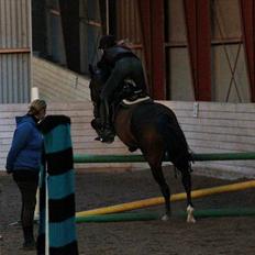 Anden særlig race Vennard