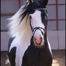 Irish Cob Willie McLeod Skovbo (Bas)