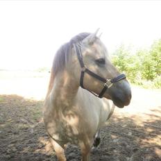 Fjordhest Gazall Tyler *Himmelhest d. 13/9 2011*