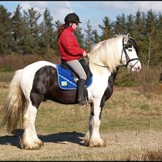 Irish Cob Willie McLeod Skovbo (Bas)