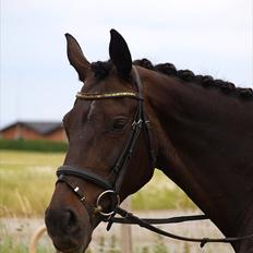 Dansk Varmblod Monique af Ommestrup